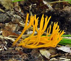 Attēlu rezultāti vaicājumam “Calocera pallidospathulata”
