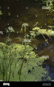 Attēlu rezultāti vaicājumam “Sium latifolium fruit”