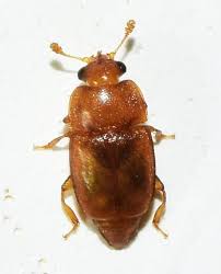 Attēlu rezultāti vaicājumam “Epuraea sp.”