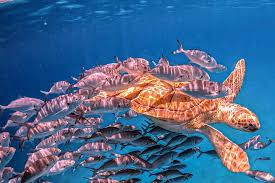 Image result for Harbour Lights Snorkelling Club (HLSC)