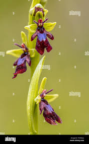 Attēlu rezultāti vaicājumam “Ophrys insectifera”