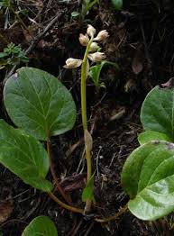 Attēlu rezultāti vaicājumam “Pyrolaceae”