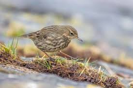 Image result for Anthus petrosus