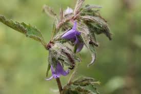 Image result for Campanula trachelium