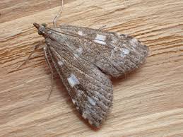 Attēlu rezultāti vaicājumam “Udea olivalis”