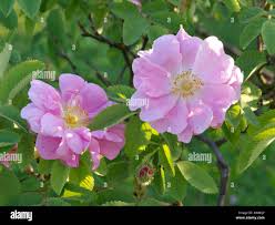 Attēlu rezultāti vaicājumam “Rosa villosa”