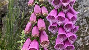 Image result for Fingerhut rot