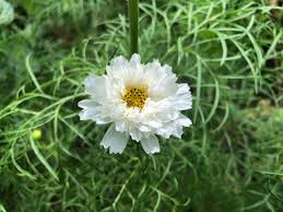 Image result for Cosmos bipinnatus `Double Click`