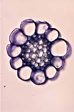 Attēlu rezultāti vaicājumam “Sphagnum centrale sporophyte”
