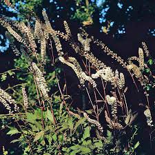 Image result for Silberkerze