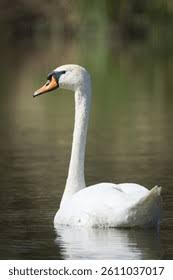 Image result for Cygnus olor