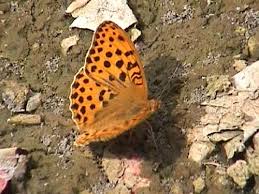 Attēlu rezultāti vaicājumam “Argynnis laodice male”
