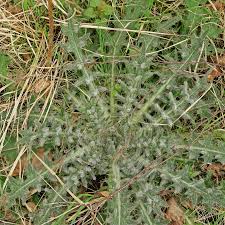 Attēlu rezultāti vaicājumam “Cirsium vulgare leaf”