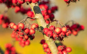 Attēlu rezultāti vaicājumam “Crataegus persimilis fruit”