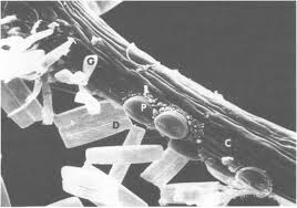 Attēlu rezultāti vaicājumam “Gloeocapsa rupestris”