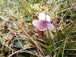 Attēlu rezultāti vaicājumam “Salix myrsinifolia female flower”