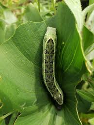 Image result for pheega