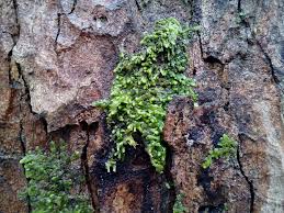 Attēlu rezultāti vaicājumam “Radula complanata sporophyte”