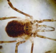 Attēlu rezultāti vaicājumam “Lophopilio palpinalis”