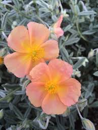 Attēlu rezultāti vaicājumam “Helianthemum x hybridum flower”