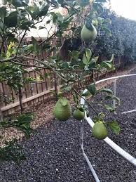 Attēlu rezultāti vaicājumam “Listera ovata fruit”