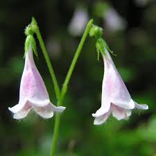 Attēlu rezultāti vaicājumam “Linnaea borealis fruit”