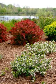 Attēlu rezultāti vaicājumam “Aronia melanocarpa flower”