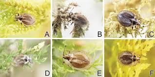 Attēlu rezultāti vaicājumam “Acalypta carinata”