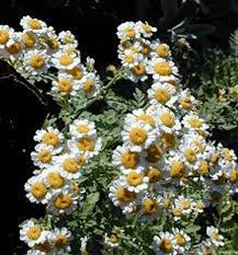 Image result for Tanacetum parthenium