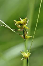 Attēlu rezultāti vaicājumam “Carex cespitosa flower”