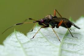Attēlu rezultāti vaicājumam “Closterotomus biclavatus nymph”