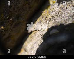 Attēlu rezultāti vaicājumam “Chaenotheca trichialis”