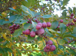 Attēlu rezultāti vaicājumam “Crataegus macracantha fruit”