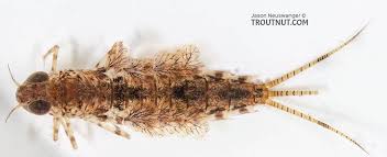 Attēlu rezultāti vaicājumam “Siphlonurus male”