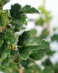 Attēlu rezultāti vaicājumam “Ribes alpinum”