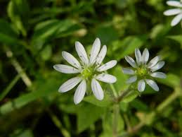 Attēlu rezultāti vaicājumam “Myosoton aquaticum”