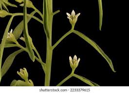 Attēlu rezultāti vaicājumam “Thesium ebracteatum”