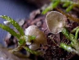 Attēlu rezultāti vaicājumam “Arrhenia retiruga”