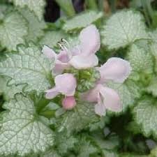 Attēlu rezultāti vaicājumam “Lamium maculatum”