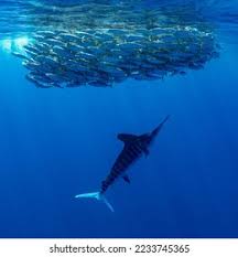 Image result for Makaira mazara