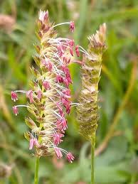 Attēlu rezultāti vaicājumam “Cynosurus cristatus flower”