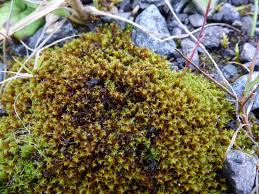 Attēlu rezultāti vaicājumam “Didymodon fallax var. brevifolius”