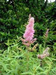 Attēlu rezultāti vaicājumam “Spiraea salicifolia”