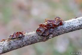 Attēlu rezultāti vaicājumam “Exidia recisa”