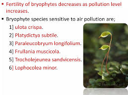 Attēlu rezultāti vaicājumam “Paraleucobryum longifolium sporophyte”