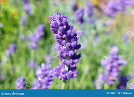 Attēlu rezultāti vaicājumam “Lavandula angustifolia bud”