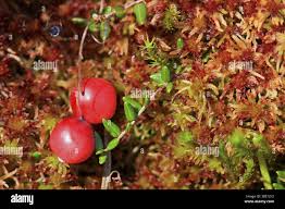 Attēlu rezultāti vaicājumam “Oxycoccus palustris fruit”