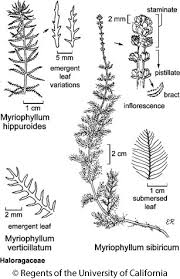 Attēlu rezultāti vaicājumam “Myriophyllum alterniflorum leaf”