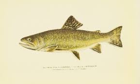 Image result for Salvelinus alpinus oquassa