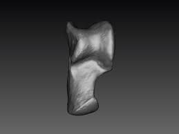 Attēlu rezultāti vaicājumam “Lepus sp.”